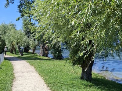 A Lüscherz