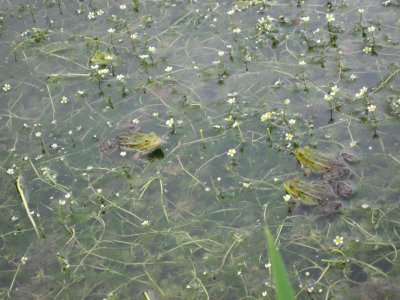 Grenouilles vertes et renoncules en crosse