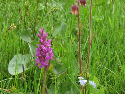 Orchis tacheté et benoîte des ruisseaux