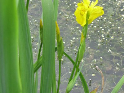 Iris des marais dans l'étang de Plain de Saigne