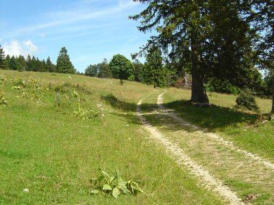 Le Sentier à travers les pâturages
