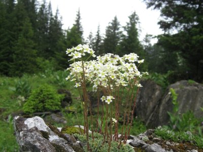 Saxifrage paniculée