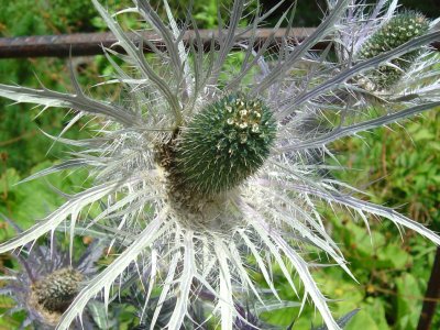 Chardon bleu (Panicaut des Alpes)
