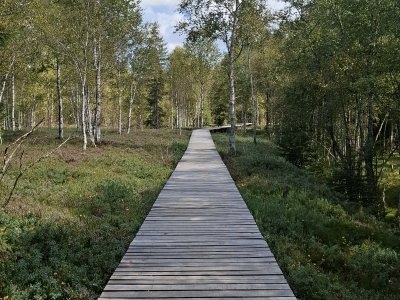 Passerelle en bois