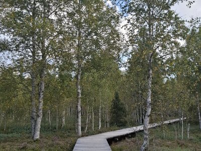 Les passerelles en bois accessibles aux personnes à mobilité réduite
