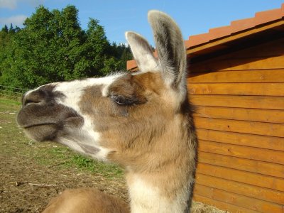 Un lama rencontré au Col de la Vue des Alpes