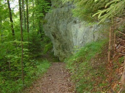 Le sentier dans la forêt