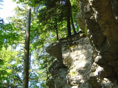 Rochers supportant des arbres 