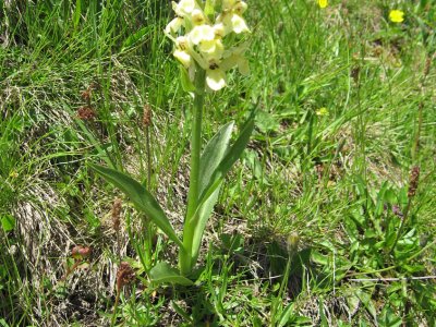Orchis à odeur de sureau