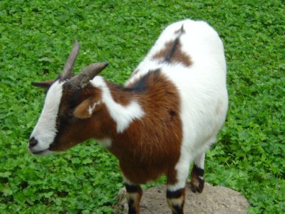 Une chèvre