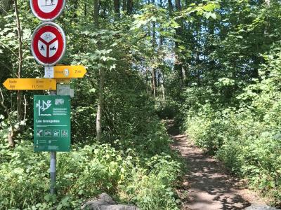 Le départ du sentier pédestre dans la forêt