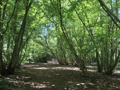 Les températures sont agréables sous les arbres