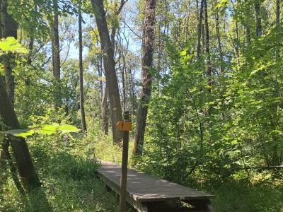 Passerelle, dans la forêt