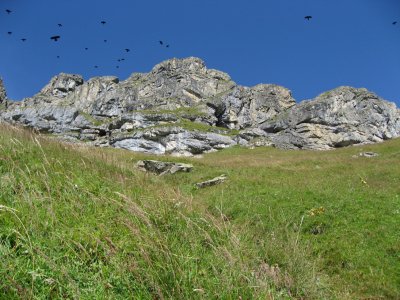 Au-dessus du sentier les choucas