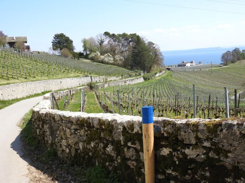 Parcours mesuré (Auvernier - Bôle - Colombier)