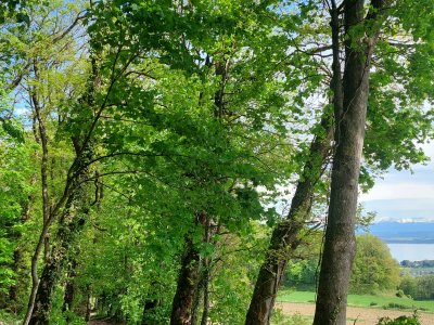 Joli sentier, le long de la boucle de Colombier