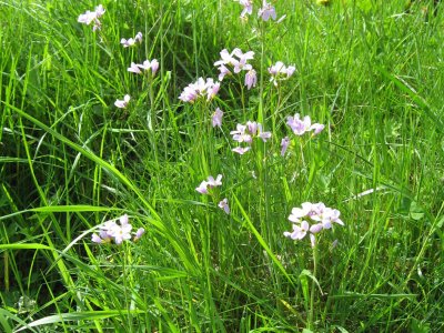 Cardamines des prés