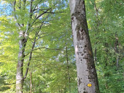 Forêt de hêtres