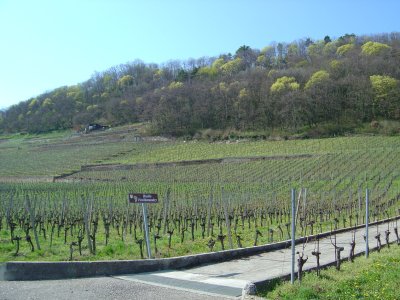 Le vignoble de Cressier