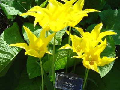 Tulipe, dans le jardin des cinq sens