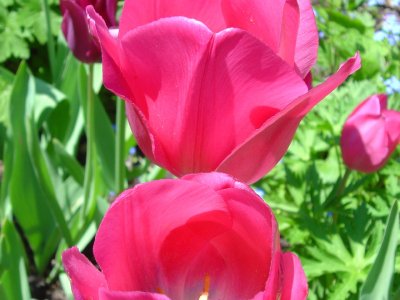 Tulipe (jardin de la vue et des couleurs)