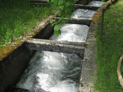 Echelle à poissons