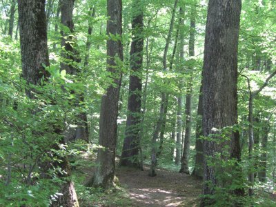 La forêt