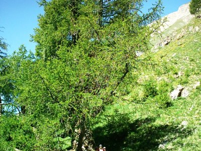 Au début le sentier traverse une forêt d'anciens mélèzes parfois imposants