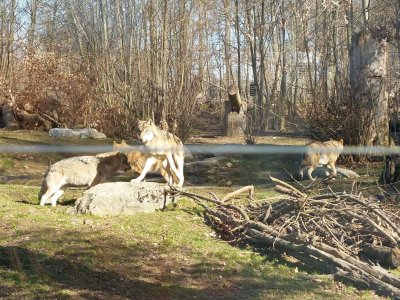 Les loups