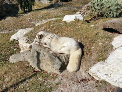 Un renard polaire