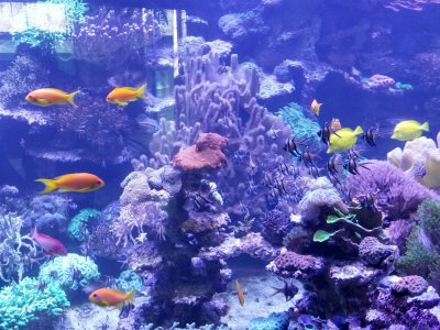 Un magnifique aquarium