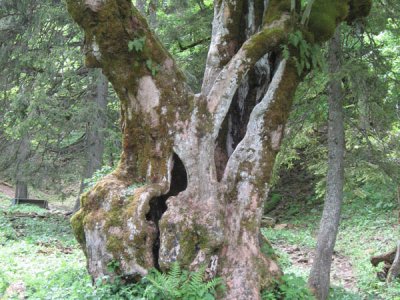 Vieil érable du Pré aux Auges