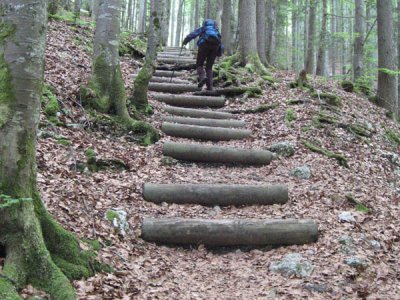 Dans les hêtres et les sapins