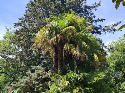Jardin botanique de St-Triphon