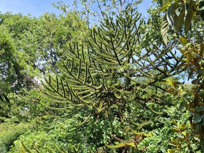 Au jardin botanique