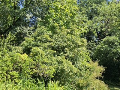 Au jardin botanique