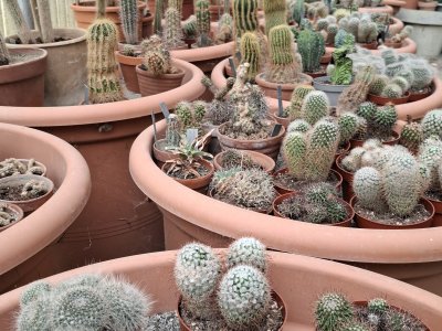 Les cactus