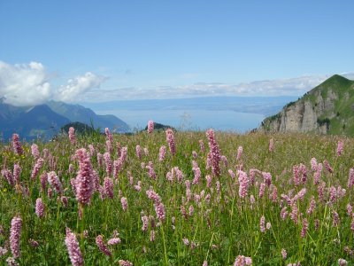 Un champ de renouées bistortes, avec au fond le Lac Léman