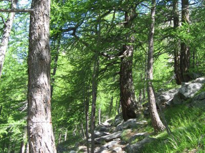 Forêt de Mittli Flüe