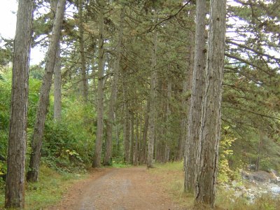 Dans la forêt, le long de La Losentze