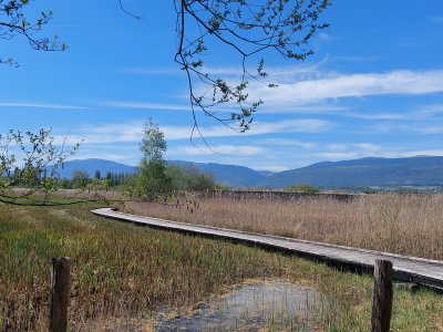A la découverte des roselières