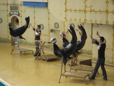 Spectacle des otaries