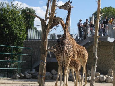 Girafes