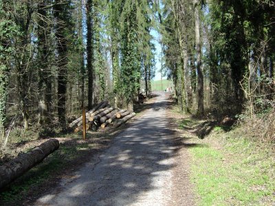 Sentier dans la forêt