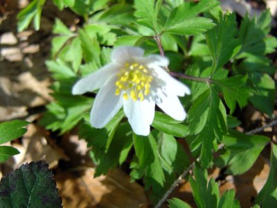 Anémone des bois (Anemone nemorosa)