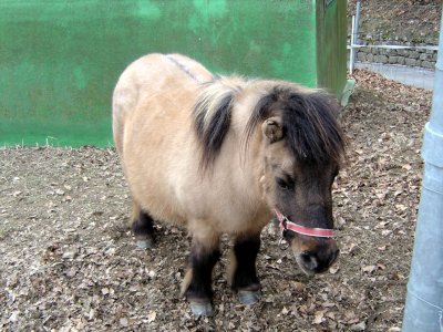 Poney, dans le parc animalier de Tschugg