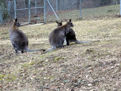 Wallabys