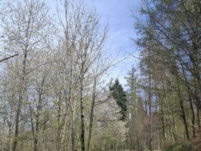 Le chemin dans la forêt