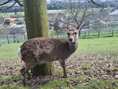 Parc animalier