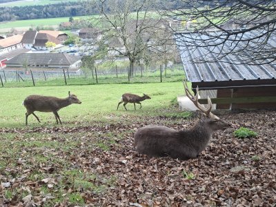 Parc animalier